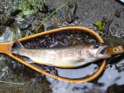 イワナの釣果