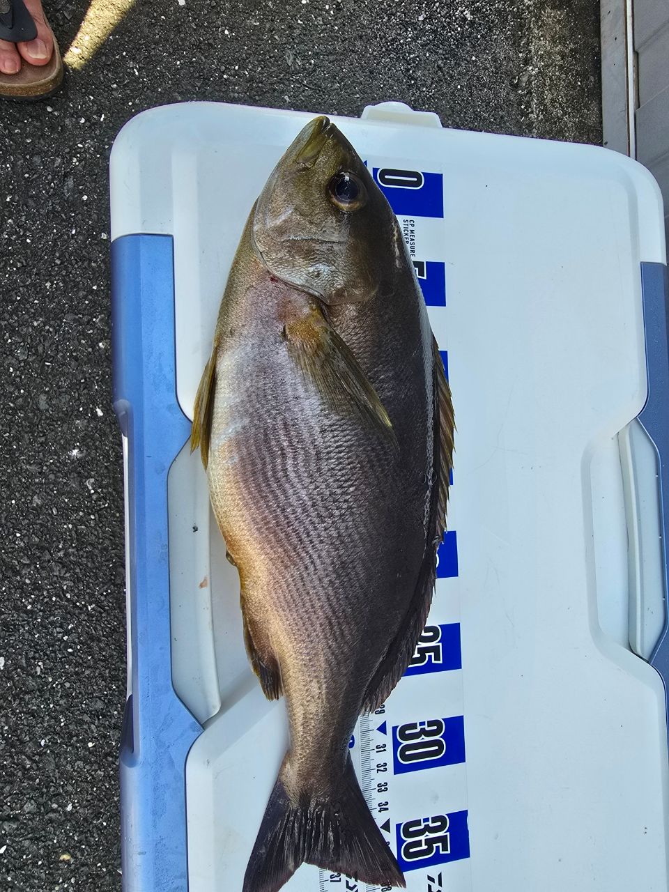 じゅんこママさんの釣果 2枚目の画像