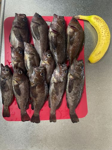 ガヤの釣果