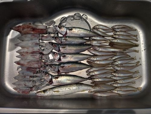 ケンサキイカの釣果