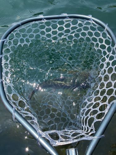 ニジマスの釣果