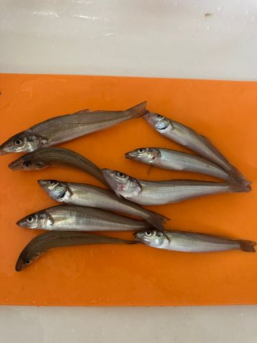 シロギスの釣果