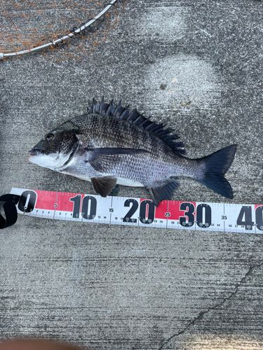 クロダイの釣果