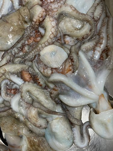 タコの釣果