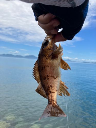 メバルの釣果