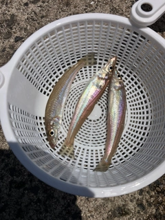 キスの釣果