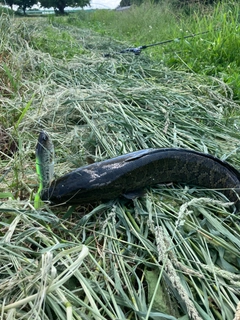 ライギョの釣果