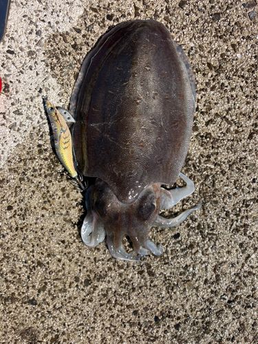 モンゴウイカの釣果