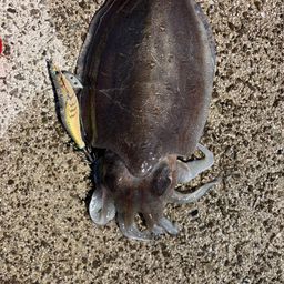 モンゴウイカ