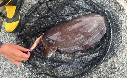 コウイカの釣果