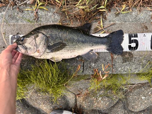 ブラックバスの釣果