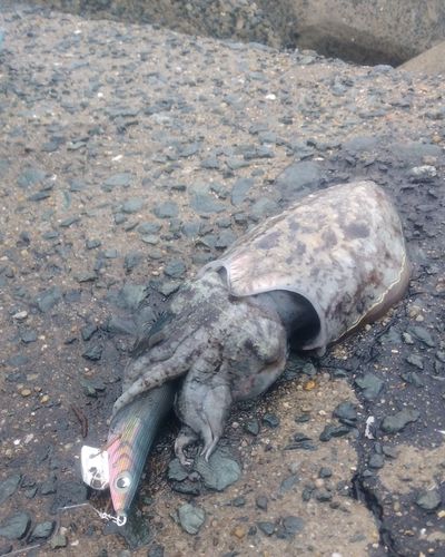 コウイカの釣果