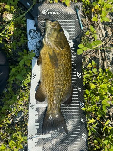 スモールマウスバスの釣果