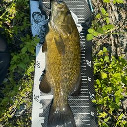 スモールマウスバス