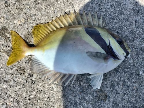 ヒメアイゴの釣果