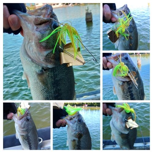 ブラックバスの釣果