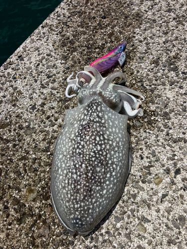シリヤケイカの釣果