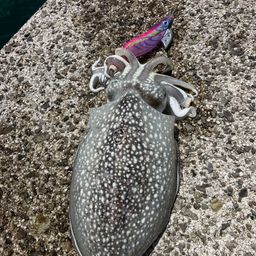 シリヤケイカ