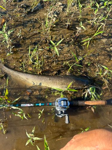 マナマズの釣果