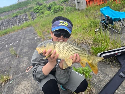 コイの釣果