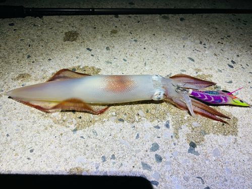 シロイカの釣果