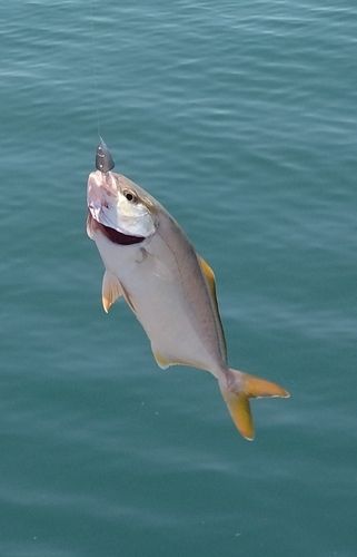 ショゴの釣果
