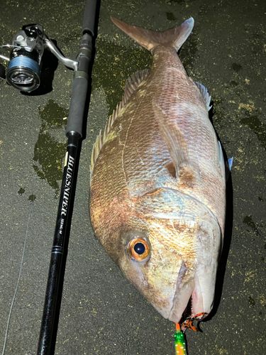 マダイの釣果