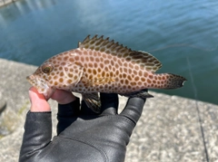 オオモンハタの釣果