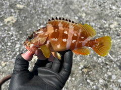 アカハタの釣果
