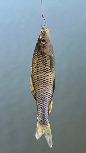 こども自然公園
