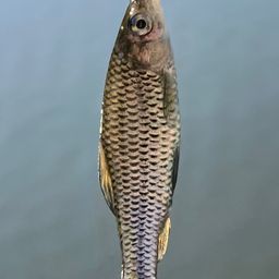 クチボソ