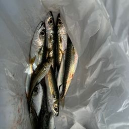 アジ