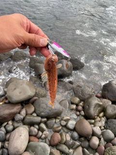 アカエソの釣果