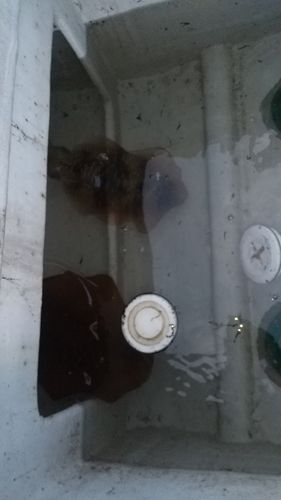イカの釣果