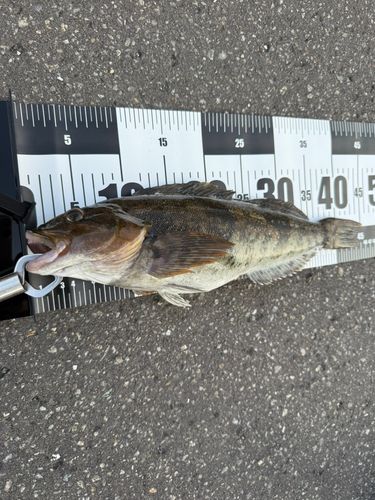 アイナメの釣果