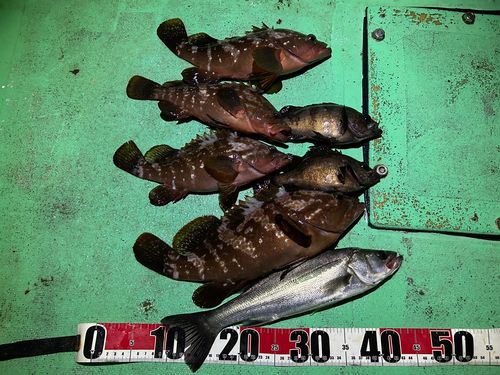 キジハタの釣果