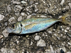 マルアジの釣果