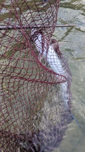 ニジマスの釣果
