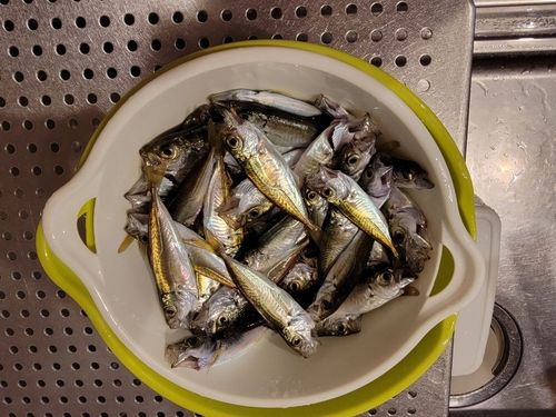 アジの釣果