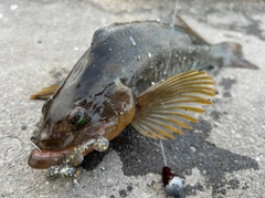 アイナメの釣果