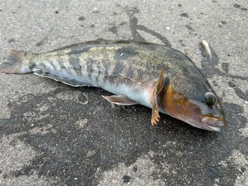 アイナメの釣果