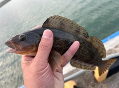 アイナメの釣果