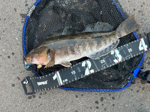 アイナメの釣果