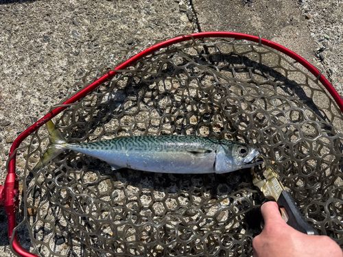 サバの釣果
