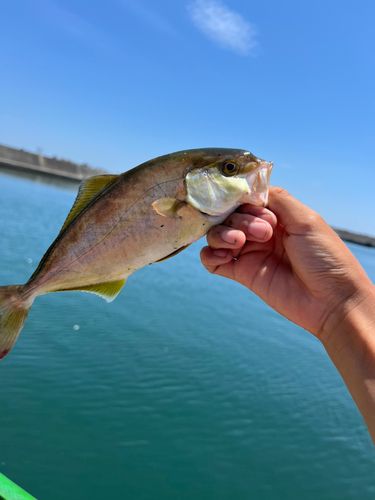 ショゴの釣果