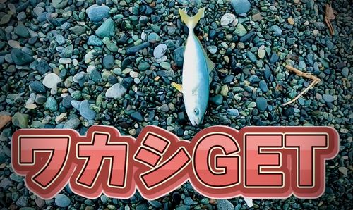 ワカシの釣果