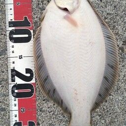 クロガシラガレイ