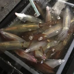 ケンサキイカ