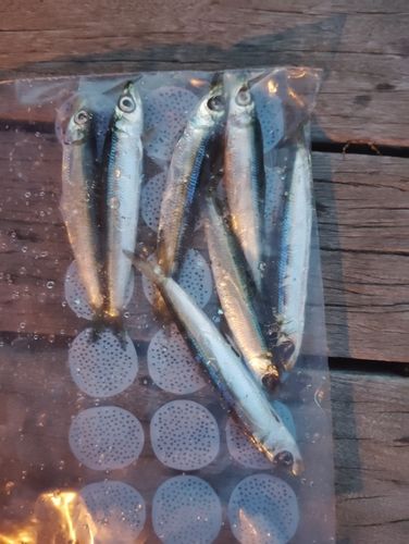 イワシの釣果