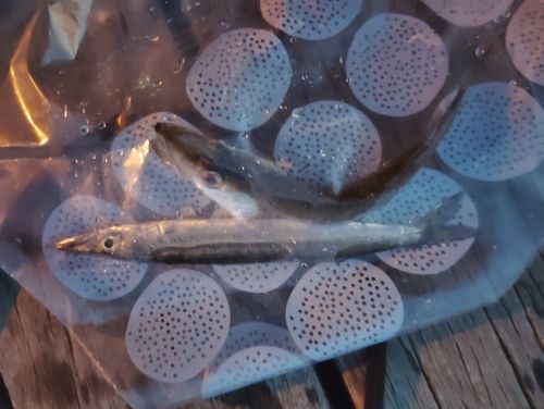 カマスの釣果